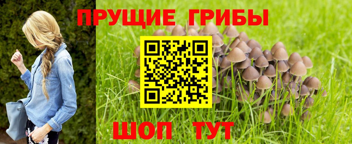 Бердск  Галлюциногенные грибы MAGIC MUSHROOMS  Вход с VPN 